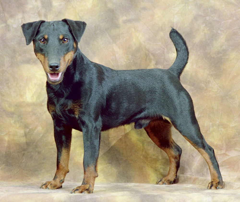 Тайский риджбек собака
