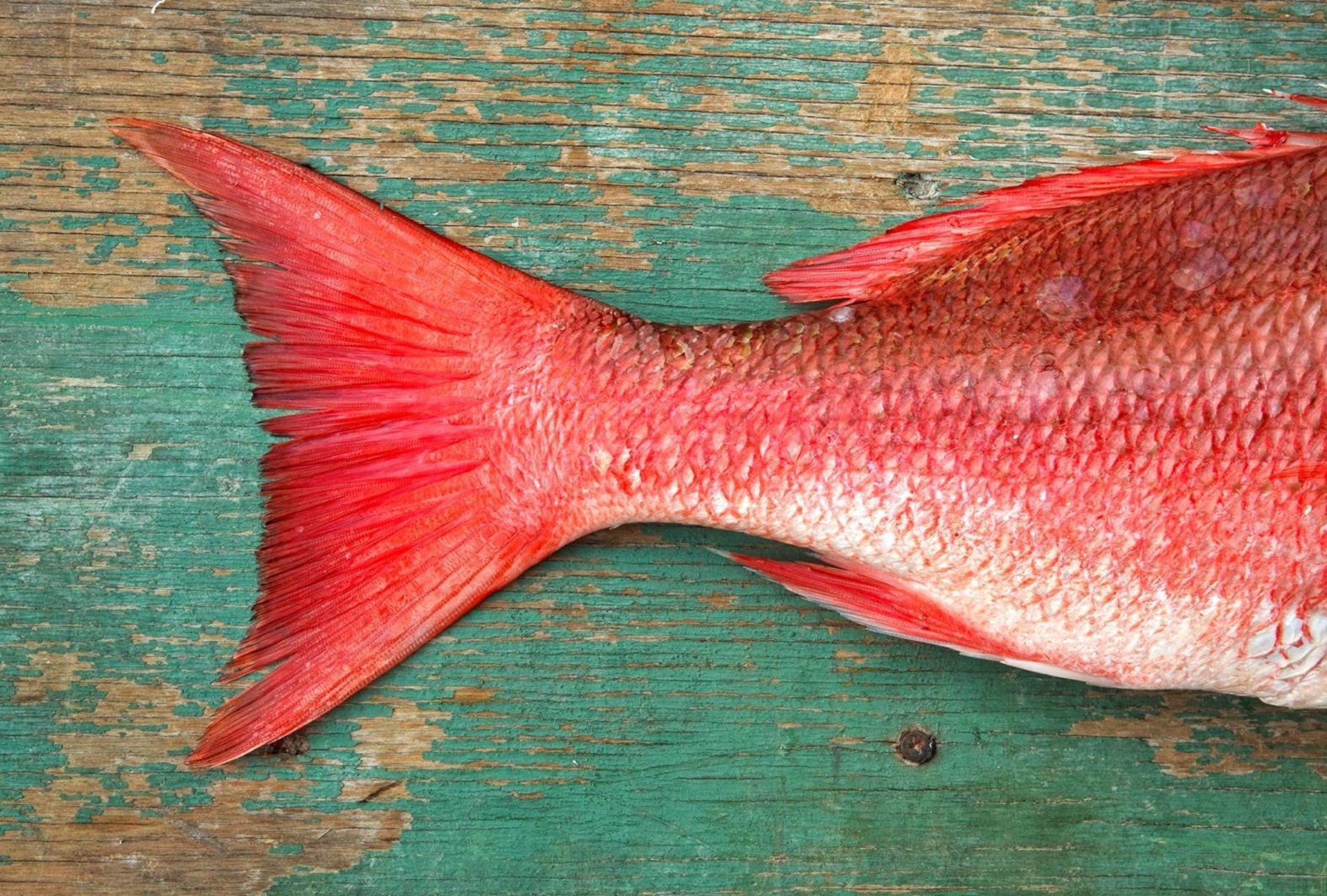 У какой рыбы хвост. Окунь Берекс. Морской окунь Берекс. Хвост рыбы. Рыба с красными плавниками.