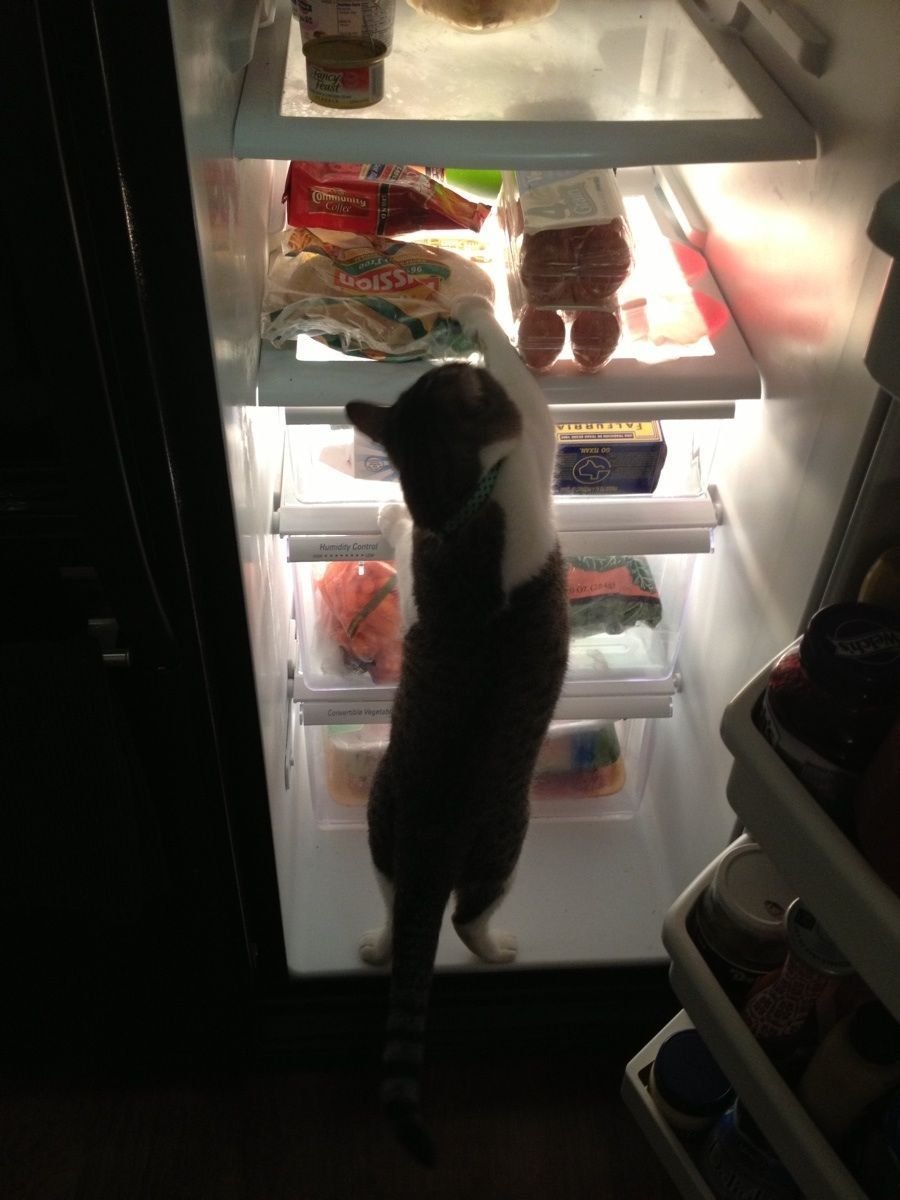 Коты в холодильнике