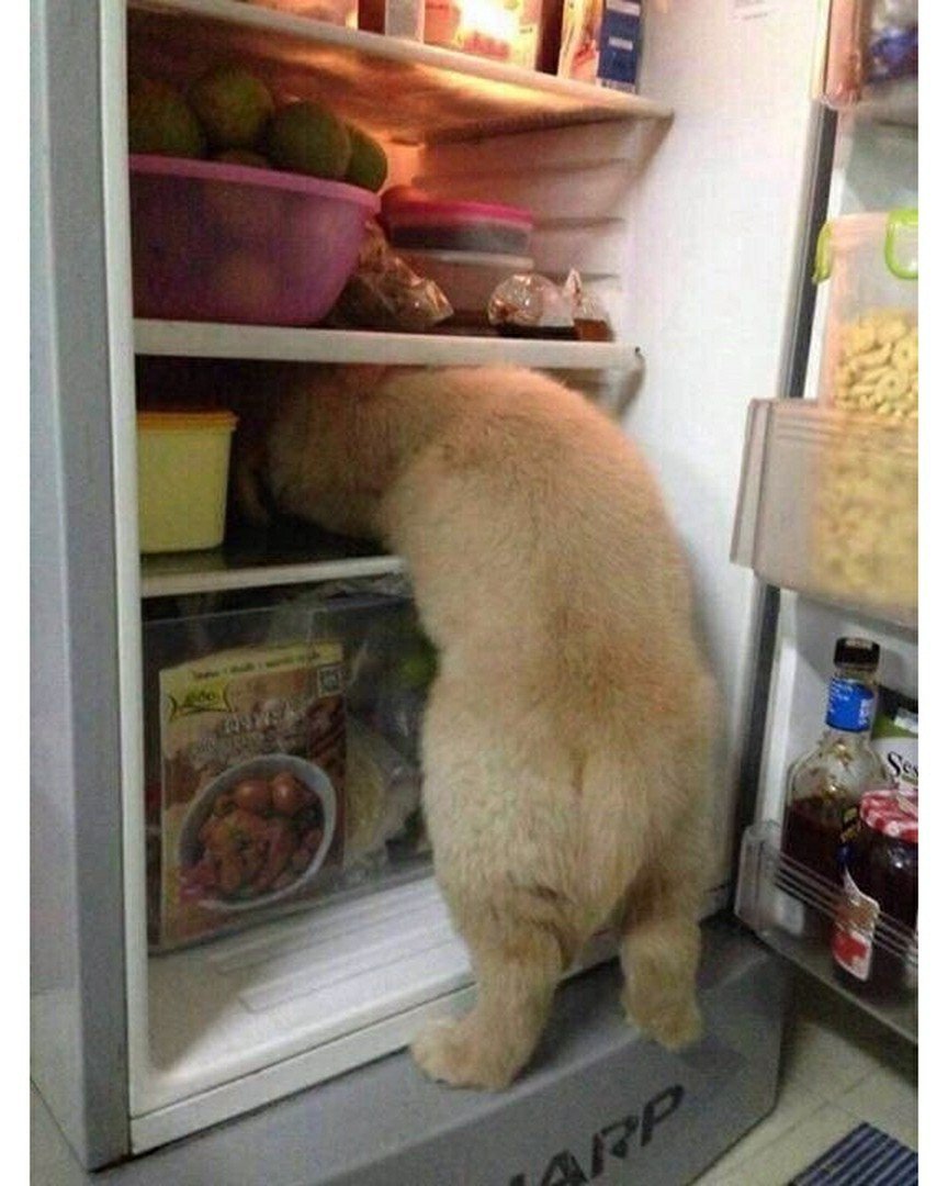 Кошачий холодильник