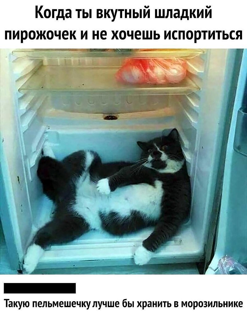 Кот с собакой у холодильника