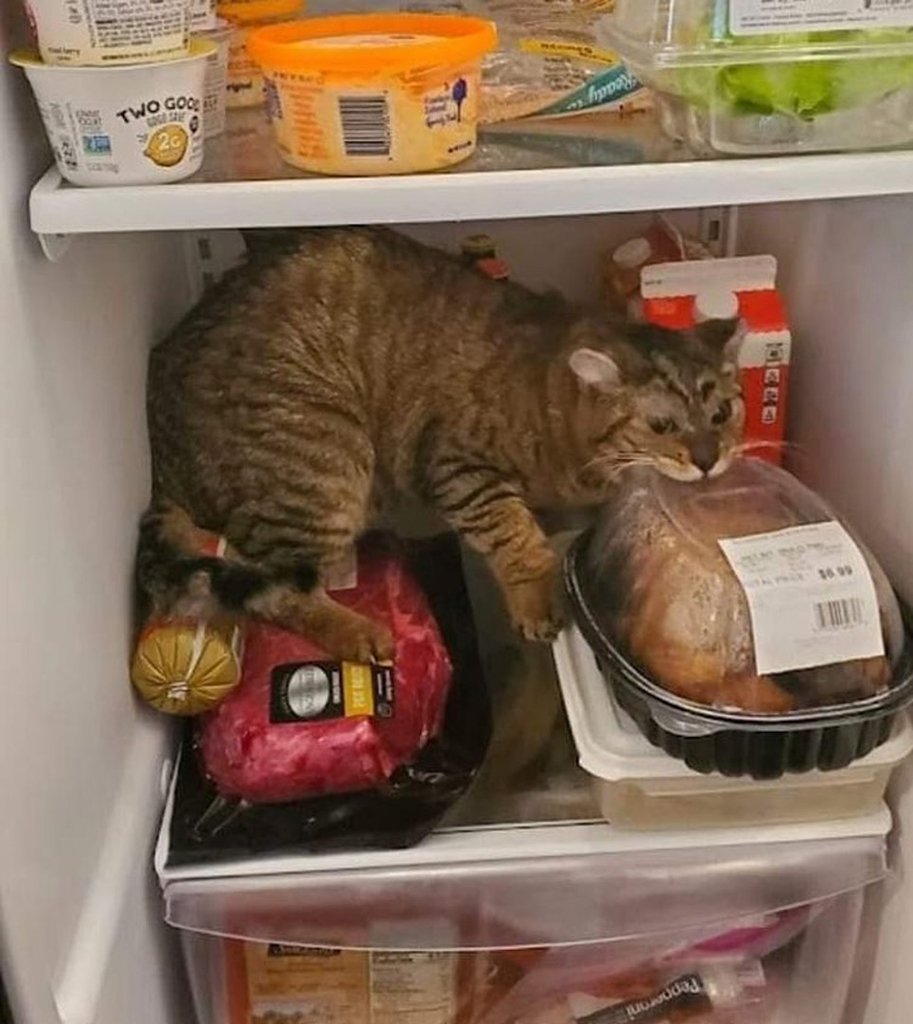 Кот лезет в холодильник