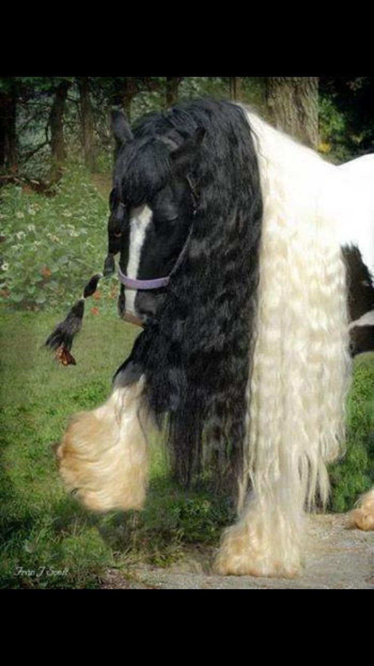 Цыганская лошадь черная