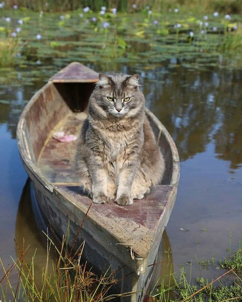 Кошка в лодке