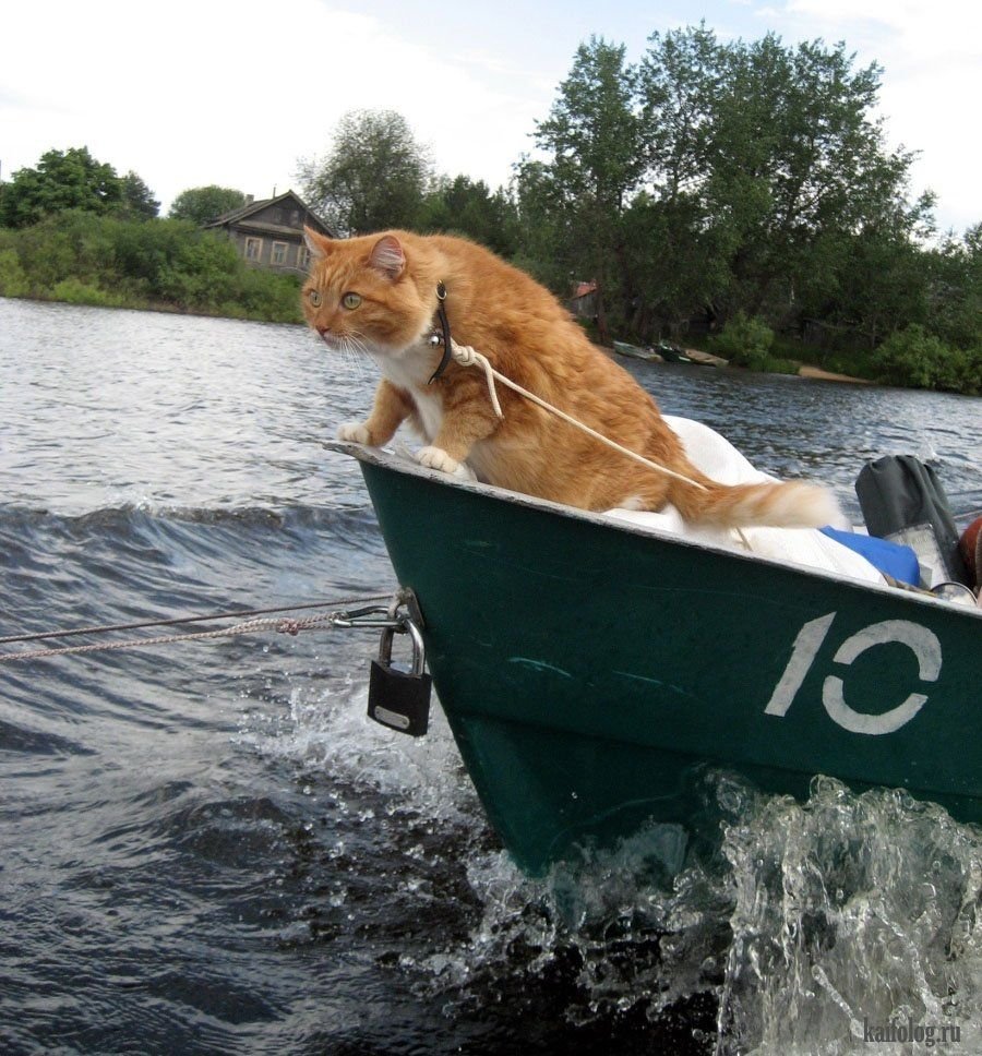 Кот в лодке