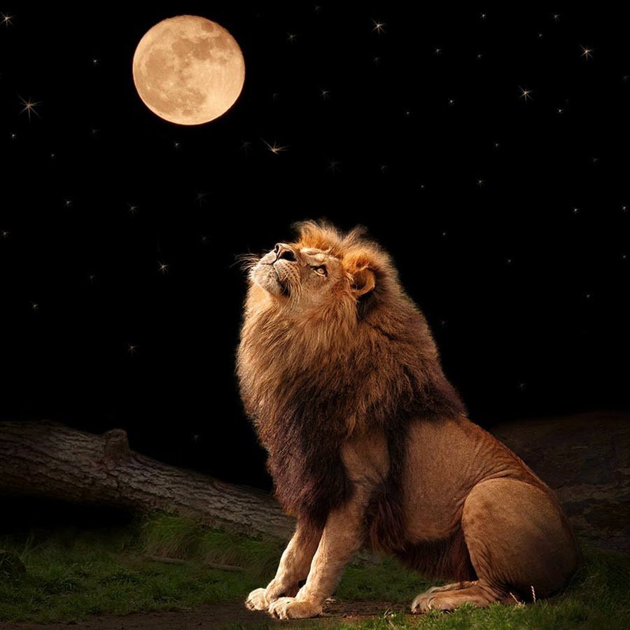 Лев ночью