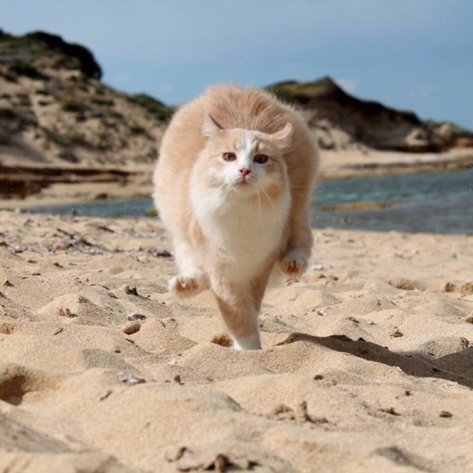 Кошка на пляже