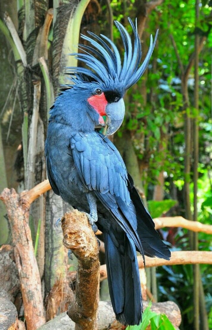 Маверик попугай порода
