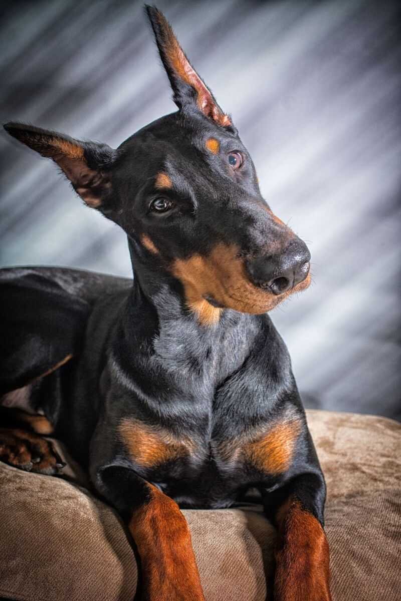Порода собак Доберман-пинчер