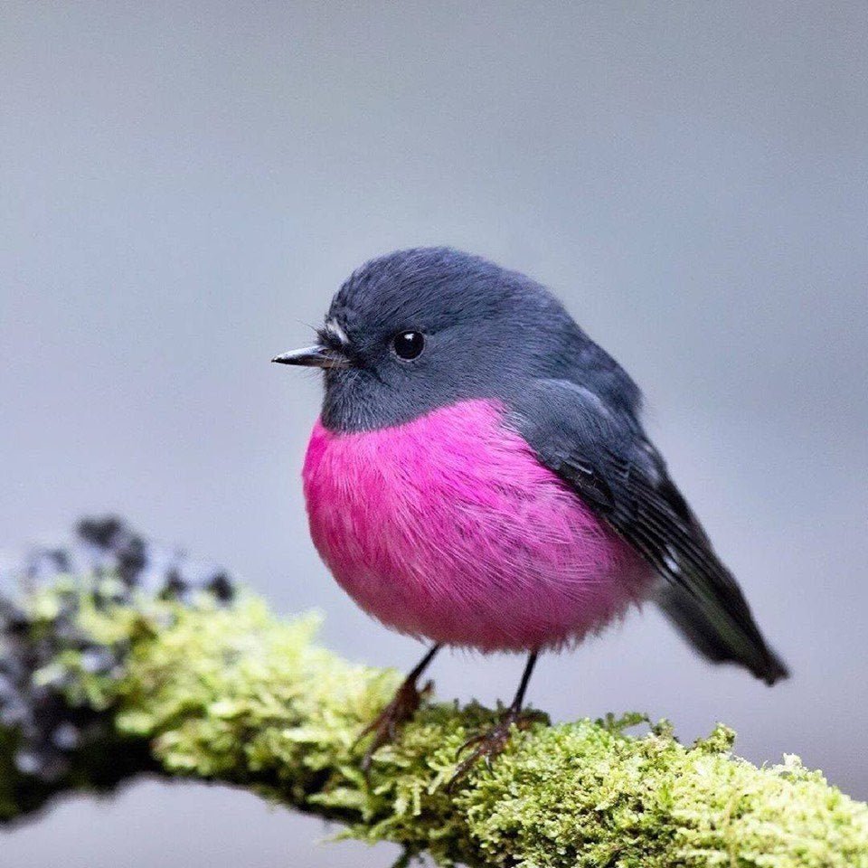 Птицы фиолетового цвета