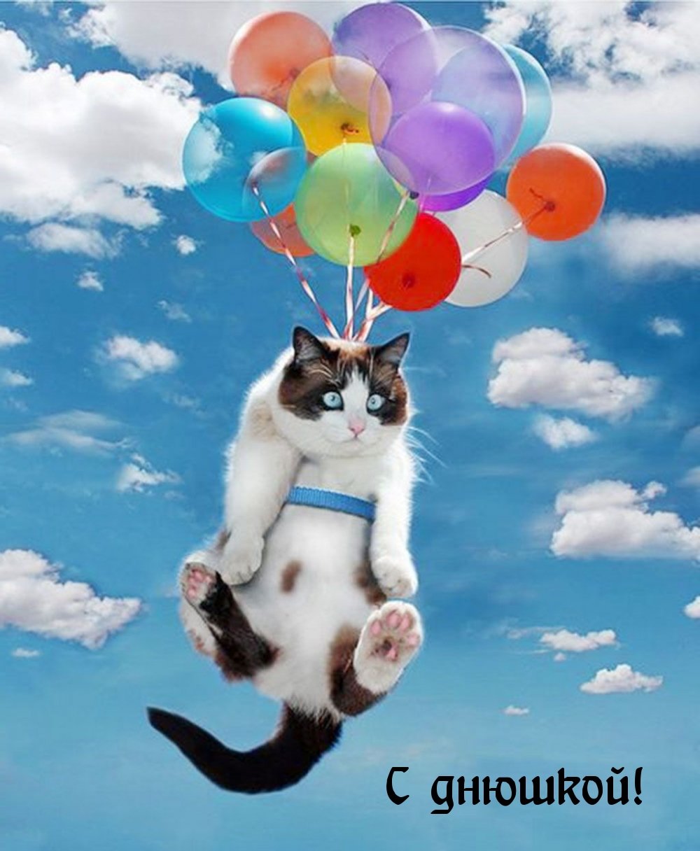Кот на воздушном шаре