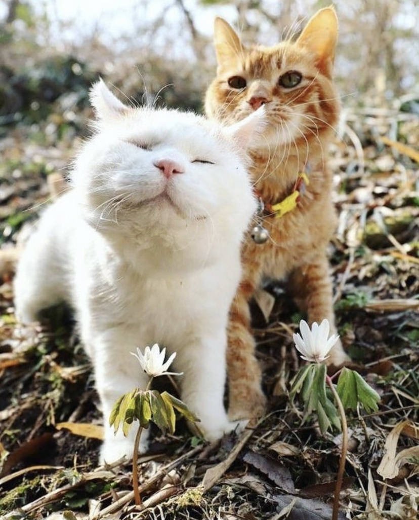 Котики любовь Весна