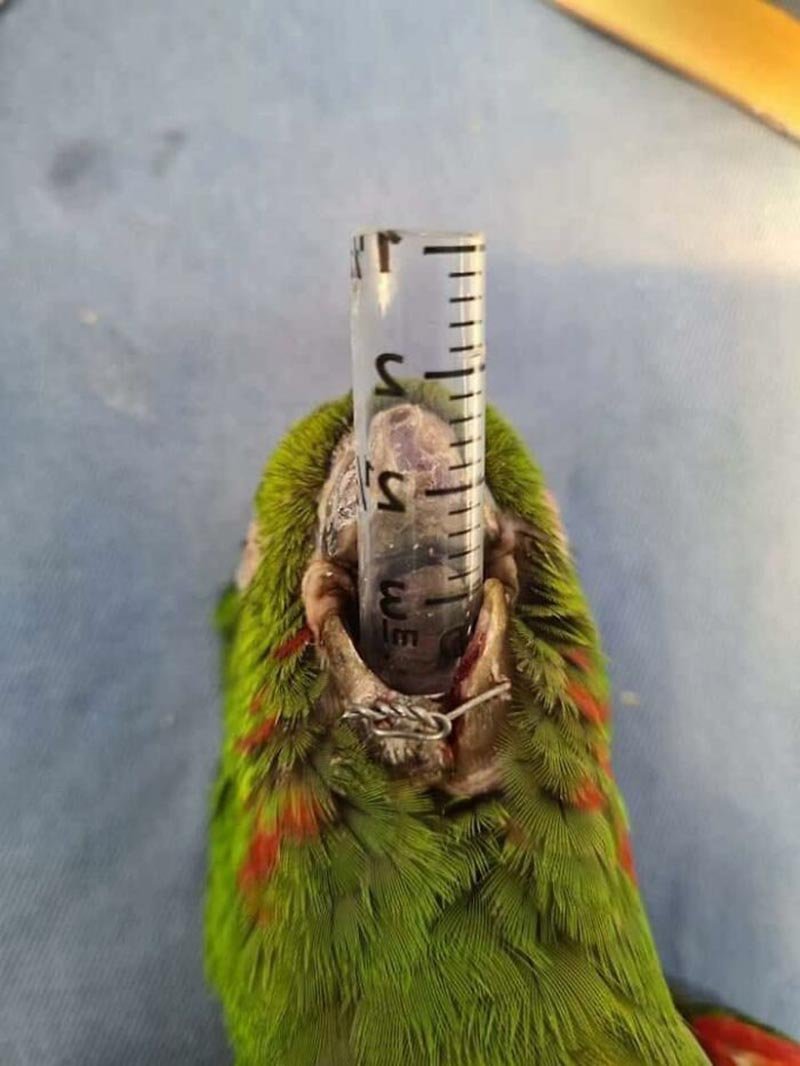 Протез для попугая