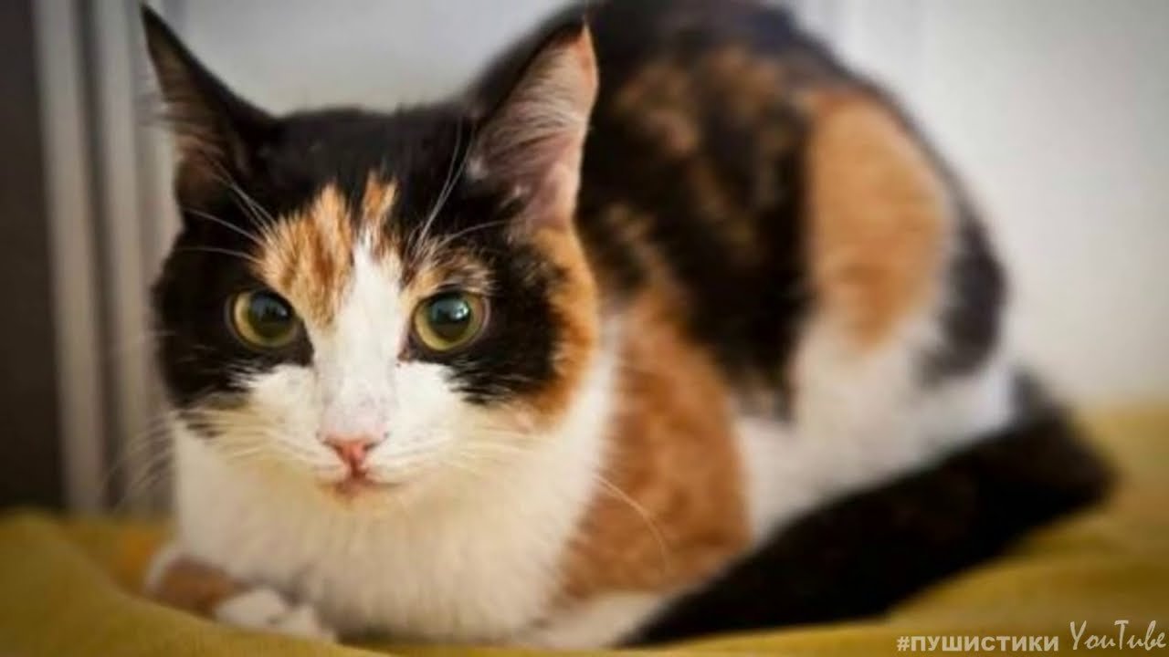 Известно что трехшерстные кошки. Черепаховая кошка Калико. Трехшерстная кошка порода. Сибирская кошка трехцветная короткошерстная. Трехцветная черепаховая кошка.