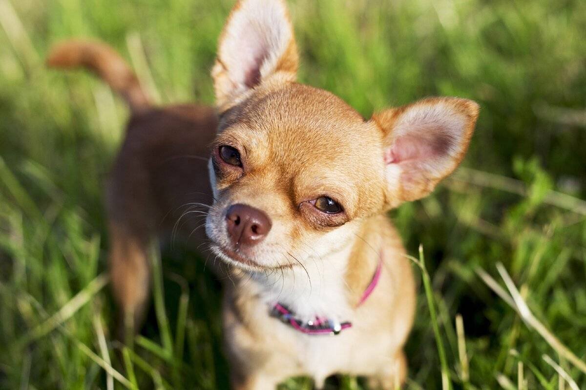 Выбор маленькой собаки. Порода собак чихуахуа. Маленькая собачка чихуахуа. Чихуахуа Чивава. Чихуахуа короткошерстные.