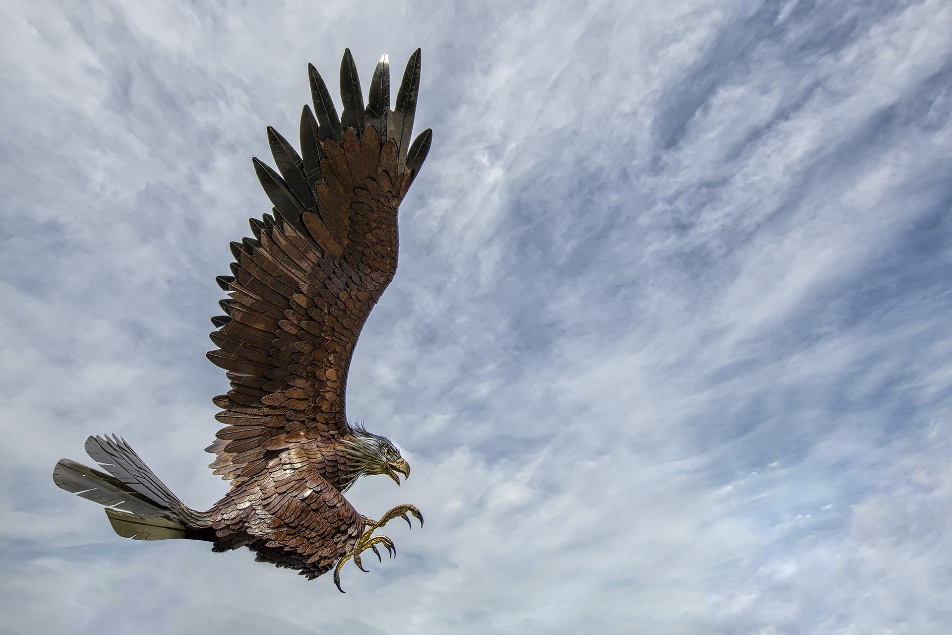 Eagle bird. Орел летит сбоку. Сизокрылый Орел. Орёл в полёте сбоку. Фотографии Орлов.