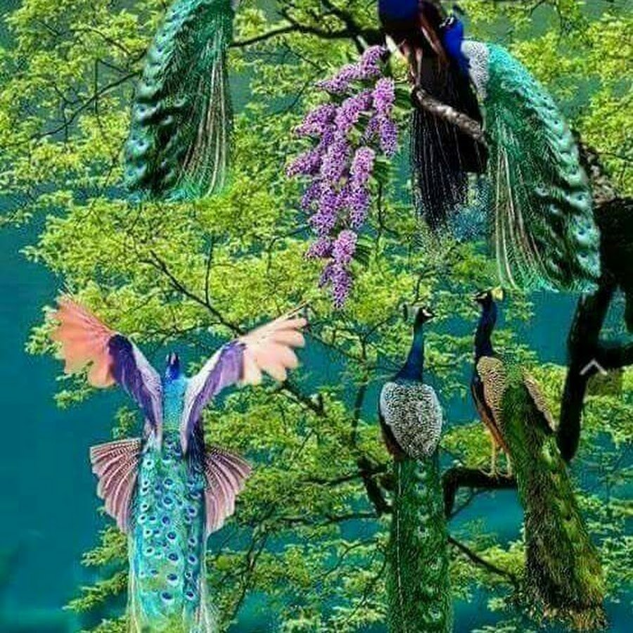 Тим Ламан-Райские птицы