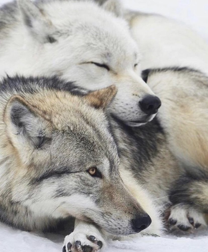 Волчья любовь