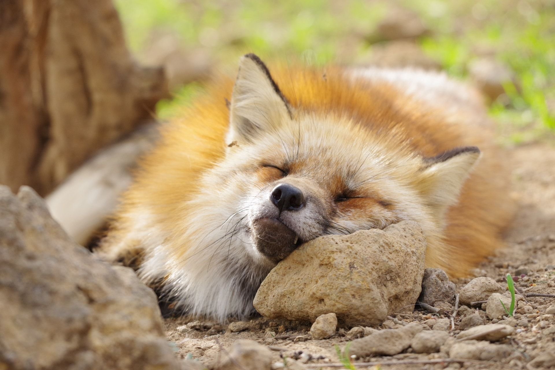 Fluffy fox. Кьют Фокс. Милые лисички. Милая лиса. Милые лисята.