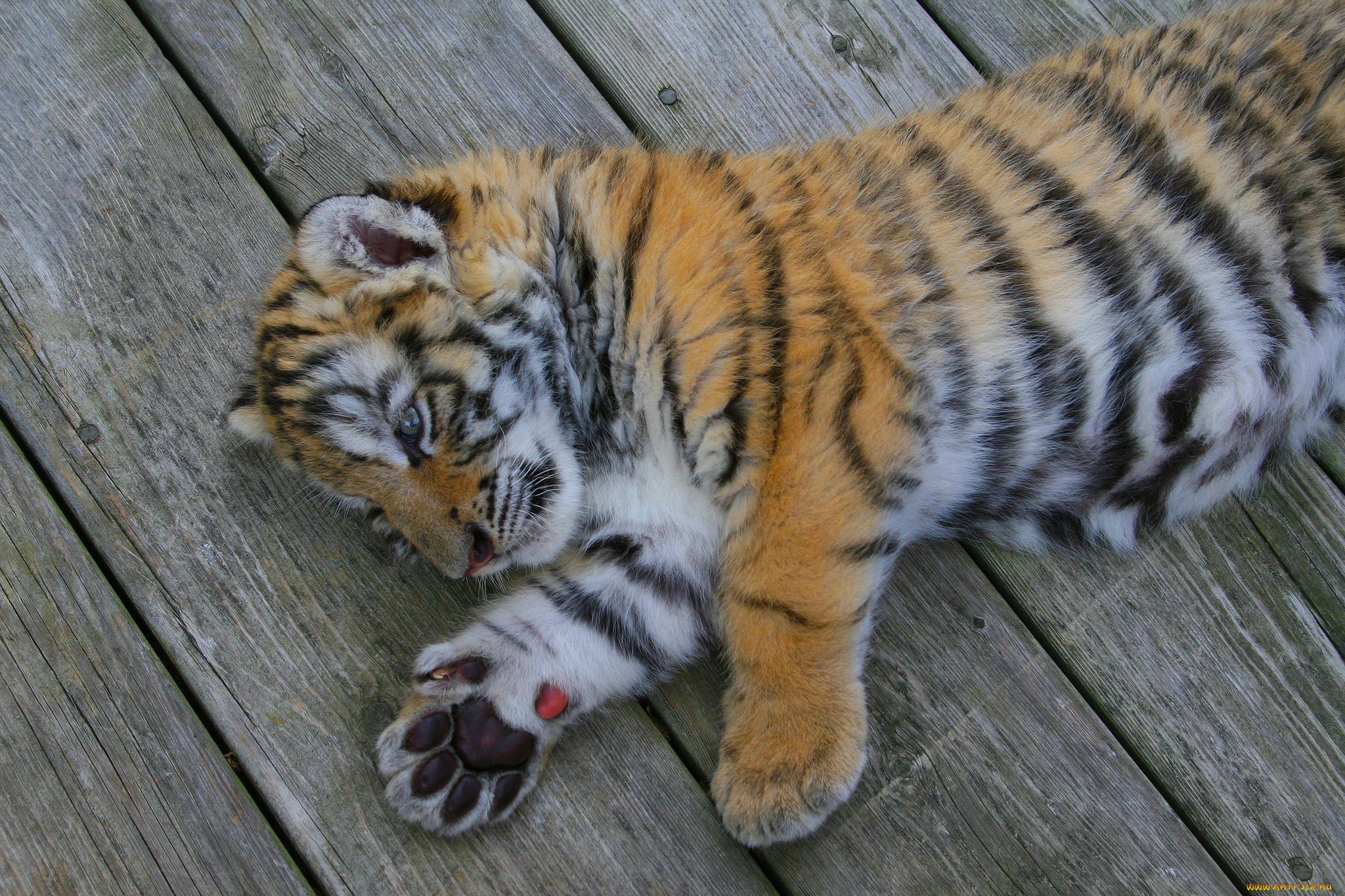 Продать фотографии животных. Амурский тигр. Тайгер тигр. Амурский тигр окрас. Амурский тигр маленький.