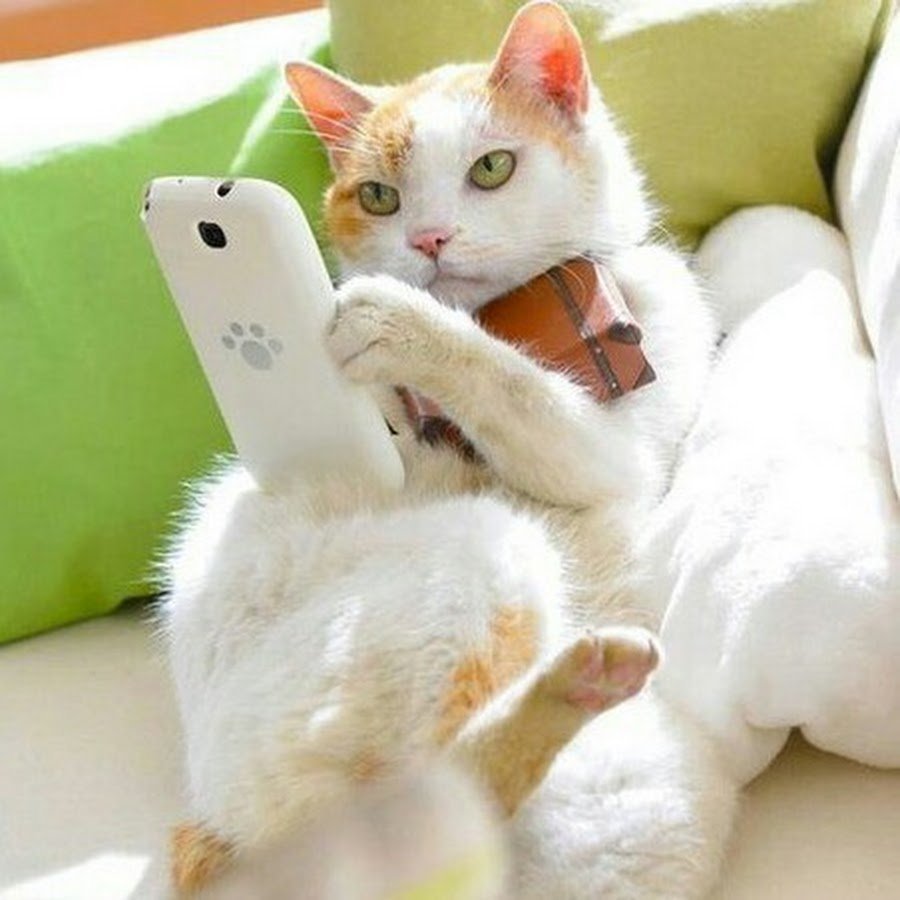 Котенок с телефоном