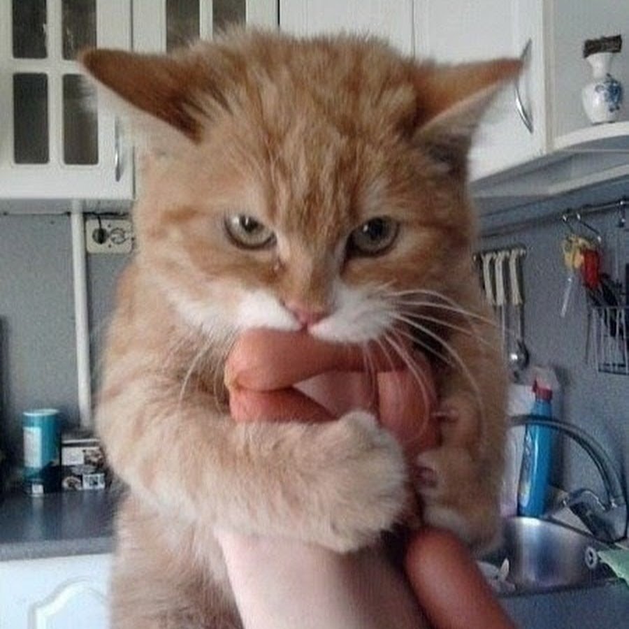Кот похожий на сосиску