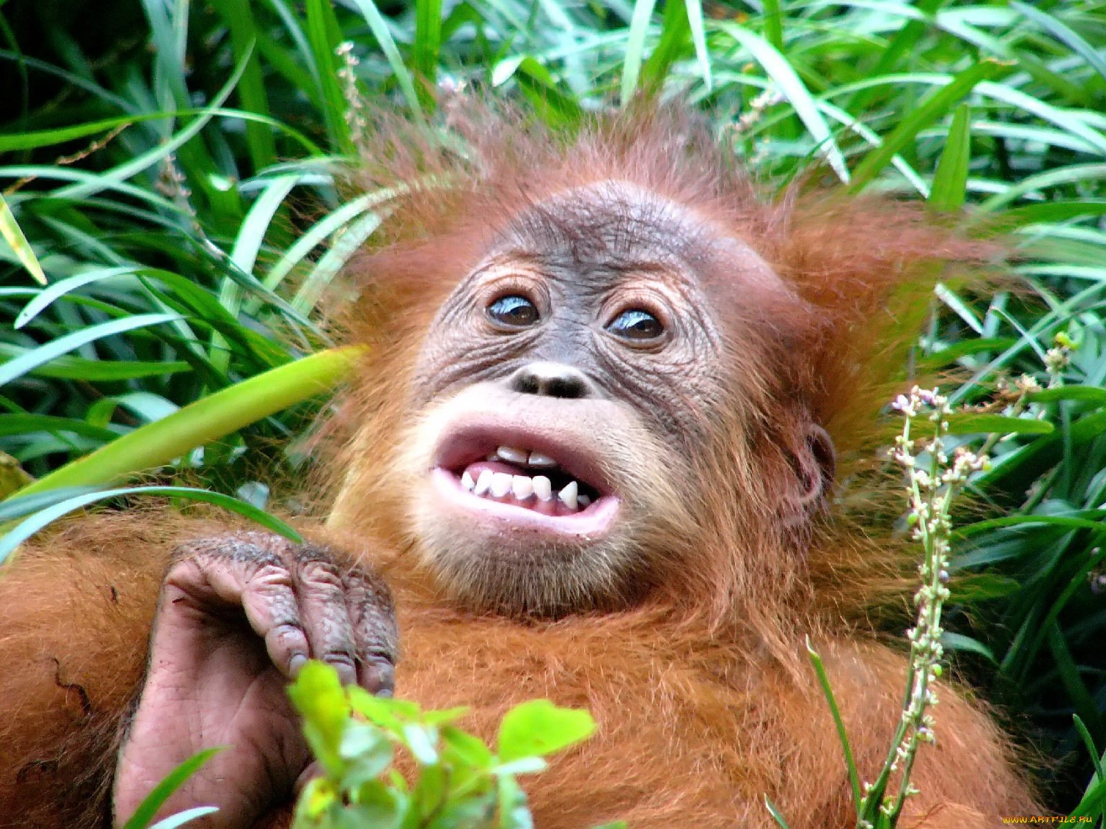Фото смешной обезьянки. Прикольные обезьяны. Смешные животные. Смешные животные картинки. Веселая обезьяна.