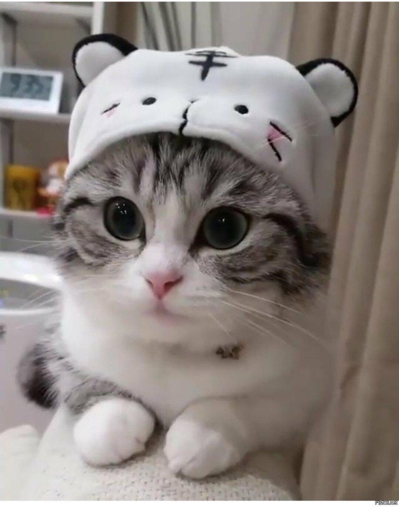 Милые кошки в шапочках