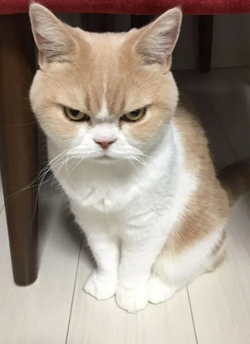 Кошка с недовольным лицом