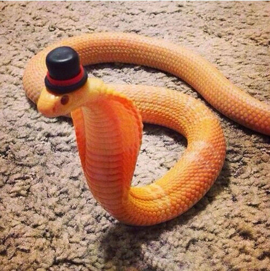 Забавные змеи