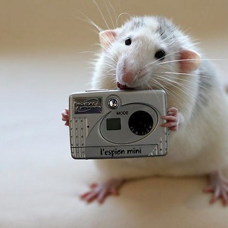 Крыса с фотоаппаратом