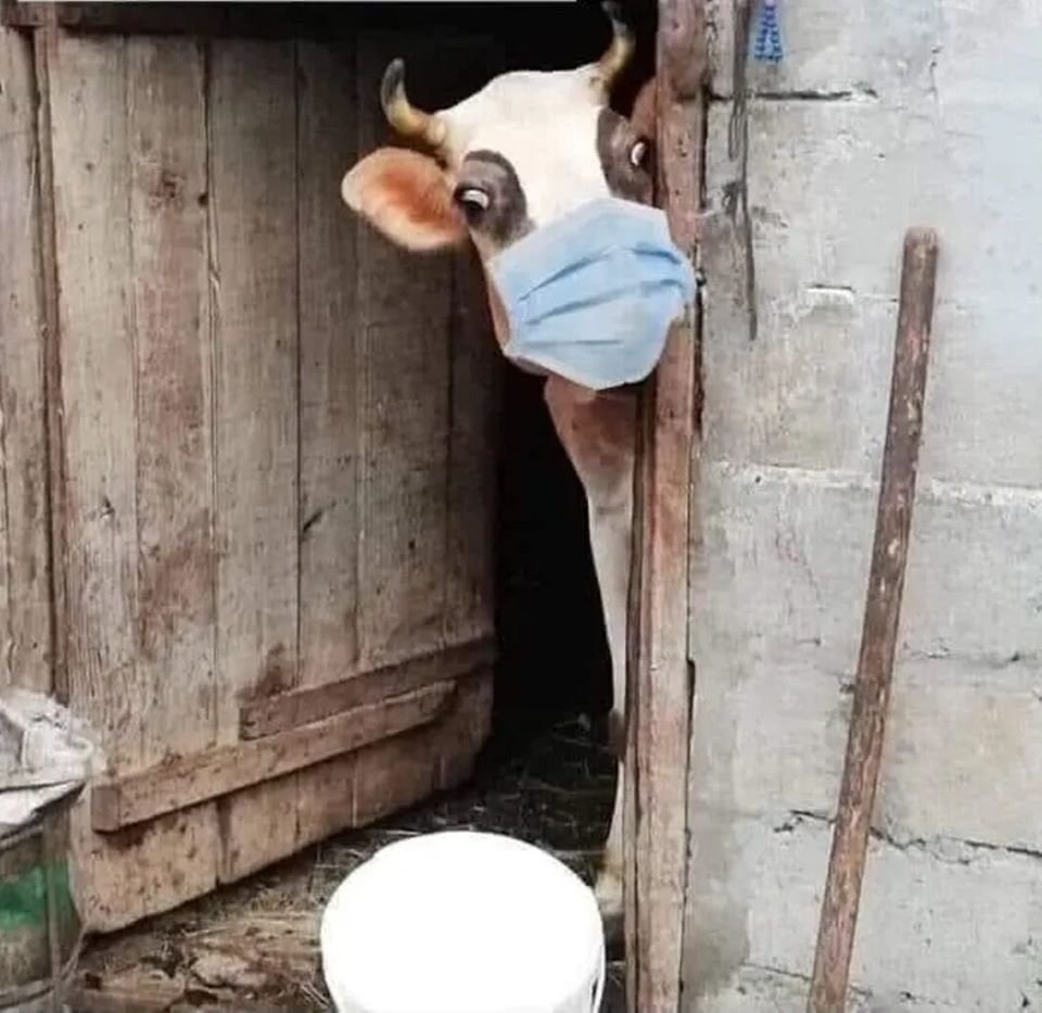 Корова в маске медицинской