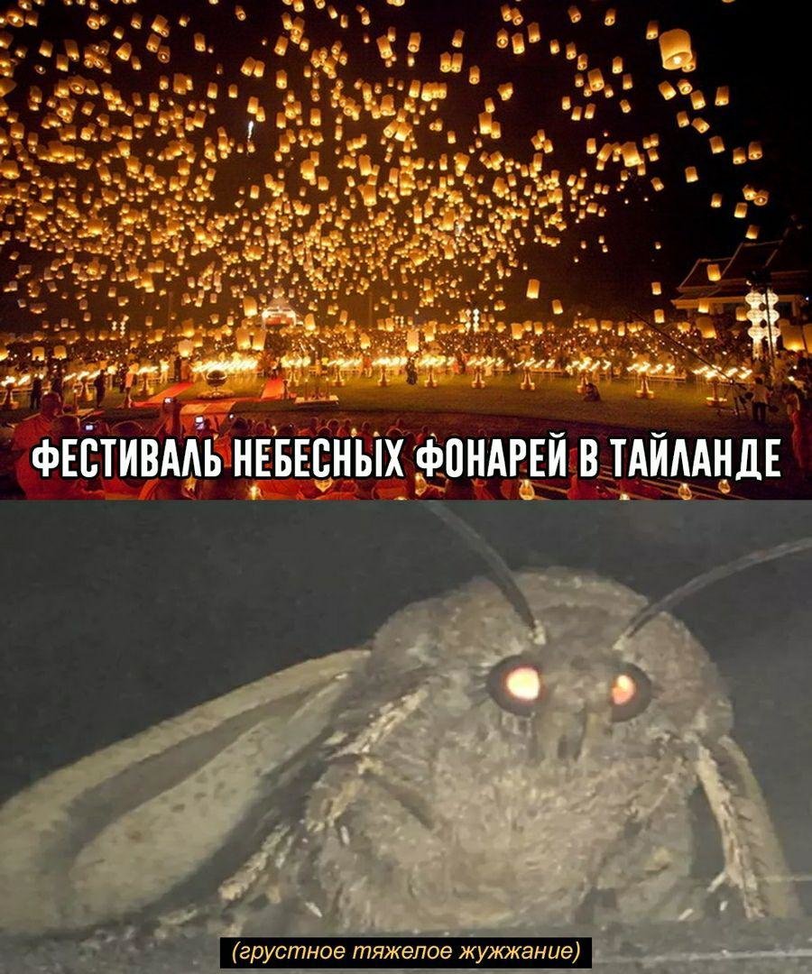 Мемы про мотылька и лампу