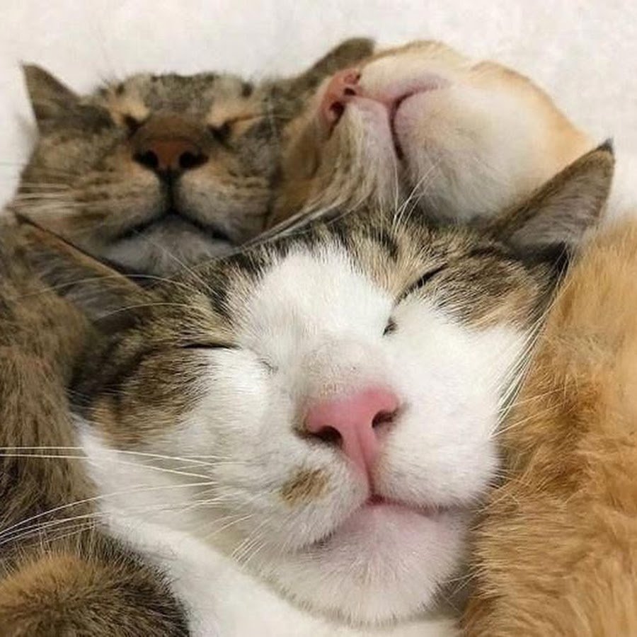 Смешные котики спят
