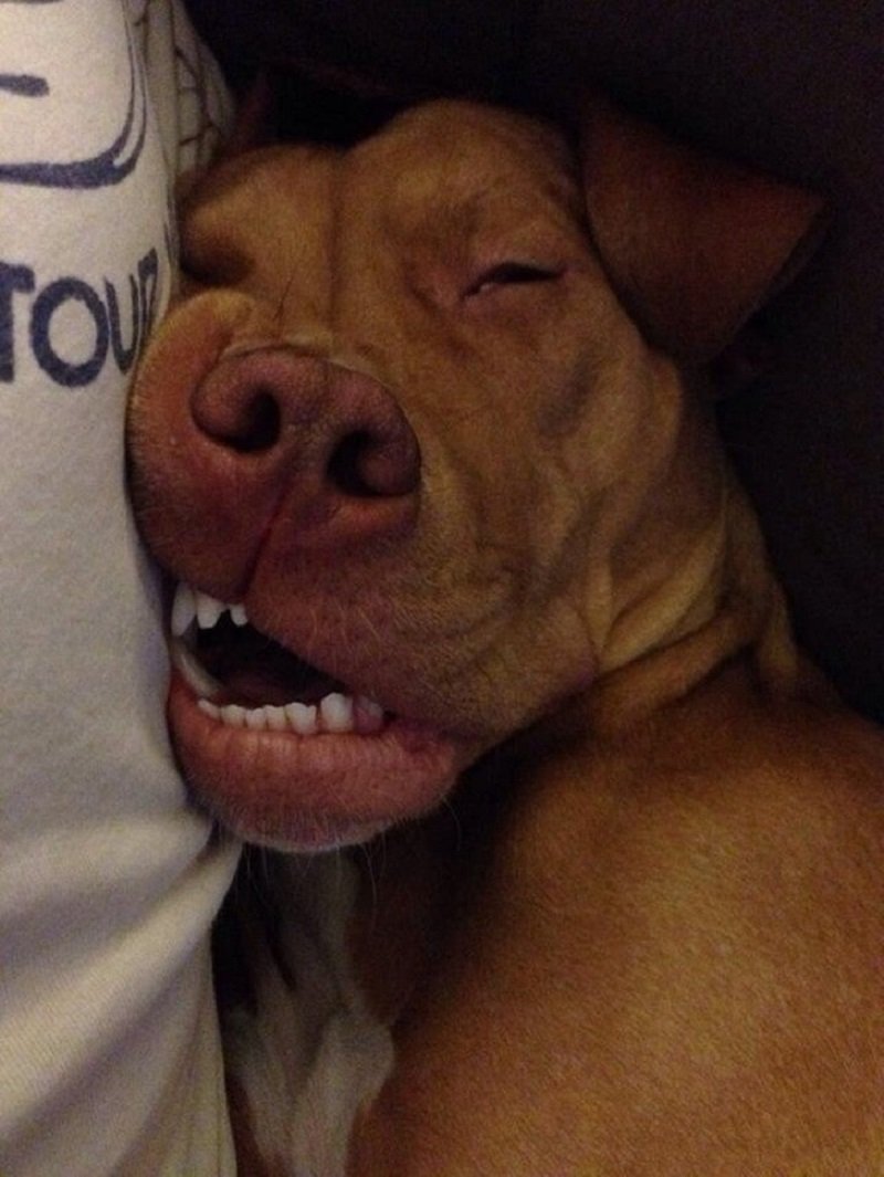 Спать с высунутым языком. Смешные собаки. Спящие животные смешные.