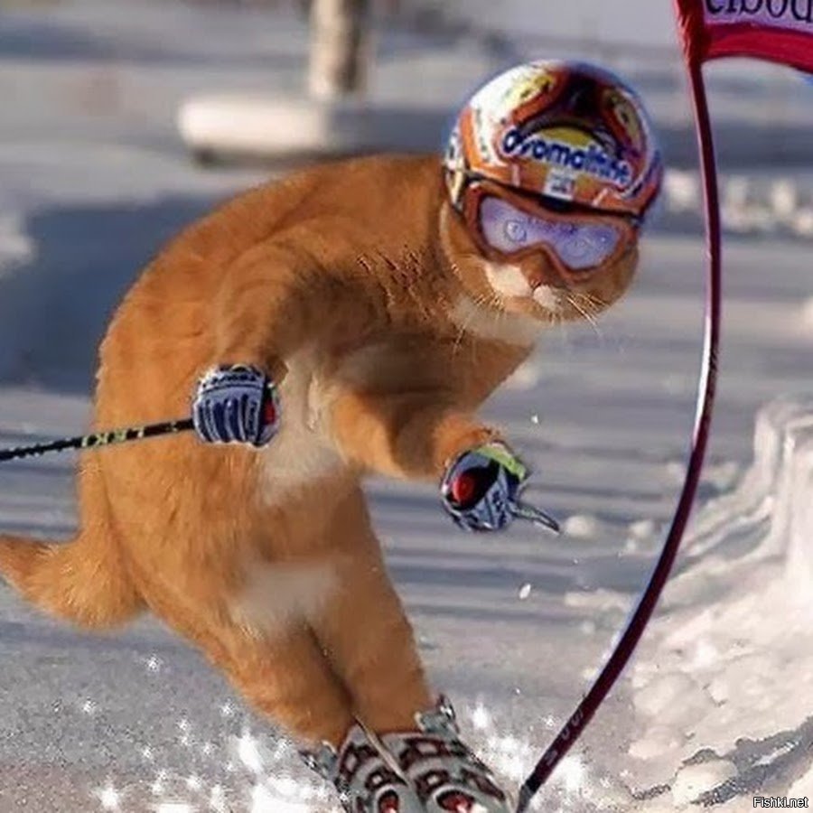 Кот горнолыжник