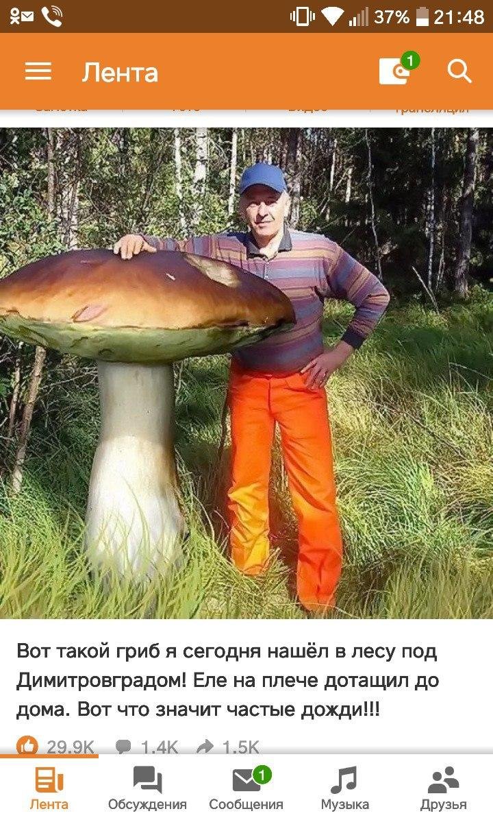 Смешные шутки про грибы