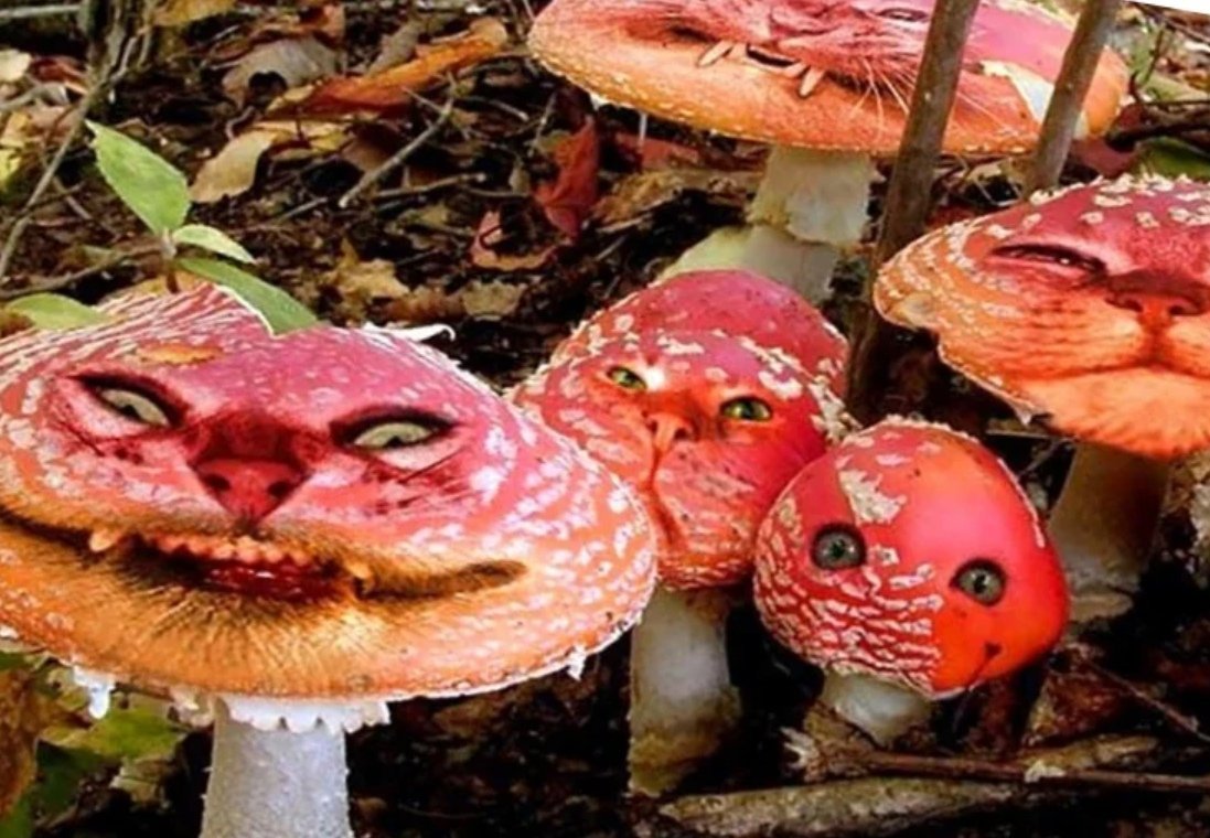 Есть грибы с глазами. Грибы с глазами. Смешные грибы. Мухомор с глазками. Гриб мухомор с глазами.