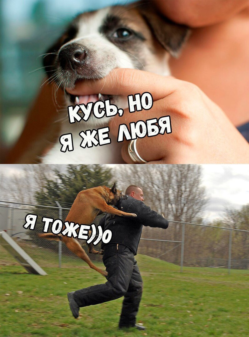 Смешные собаки мемы