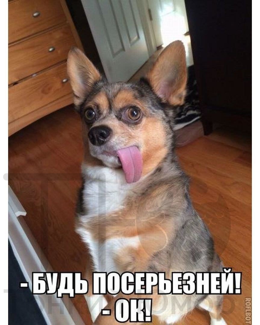 Смешная собака Мем с надписью