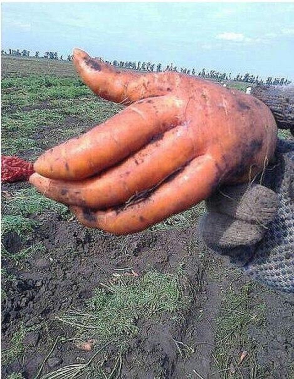 Креативная морковка