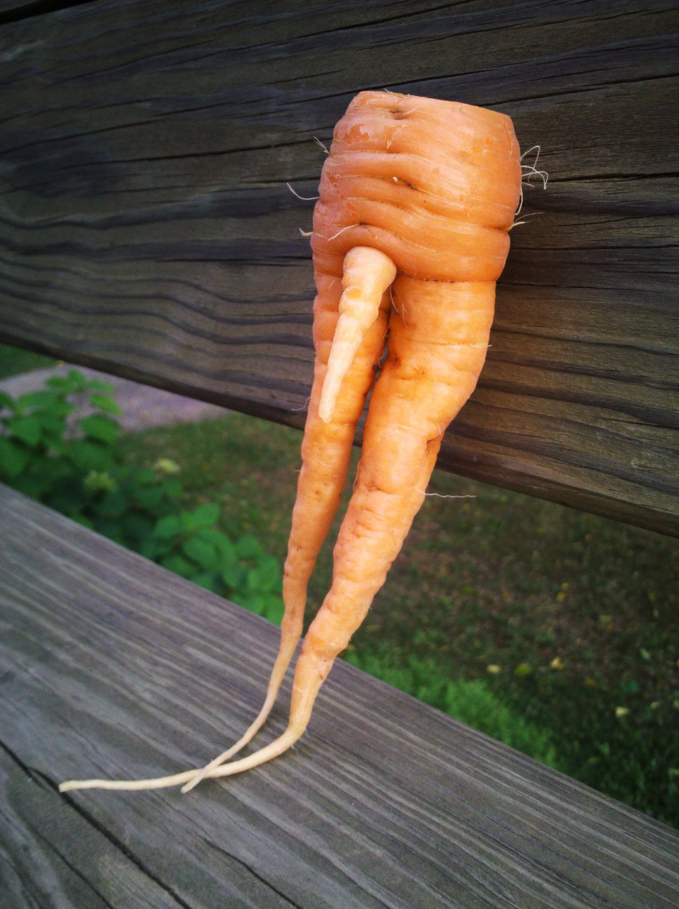 Веселые овощи морковь