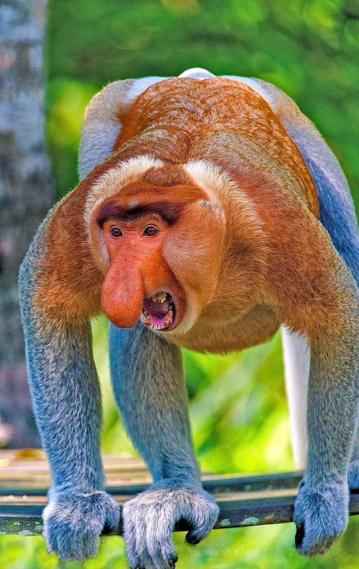 Носач (proboscis Monkey)