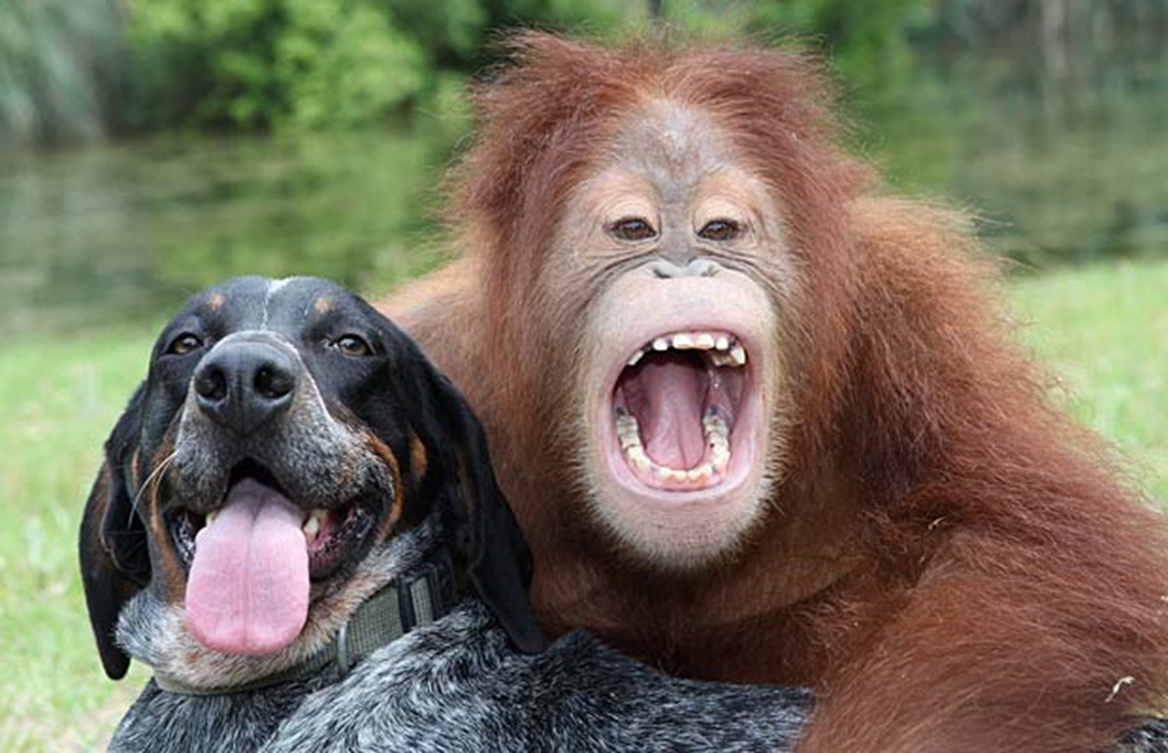 Самые смешные видео 2024. Орангутан Сурия и собака Роско. Прикольные животные. Животные смеются. Смешные обезьяны.