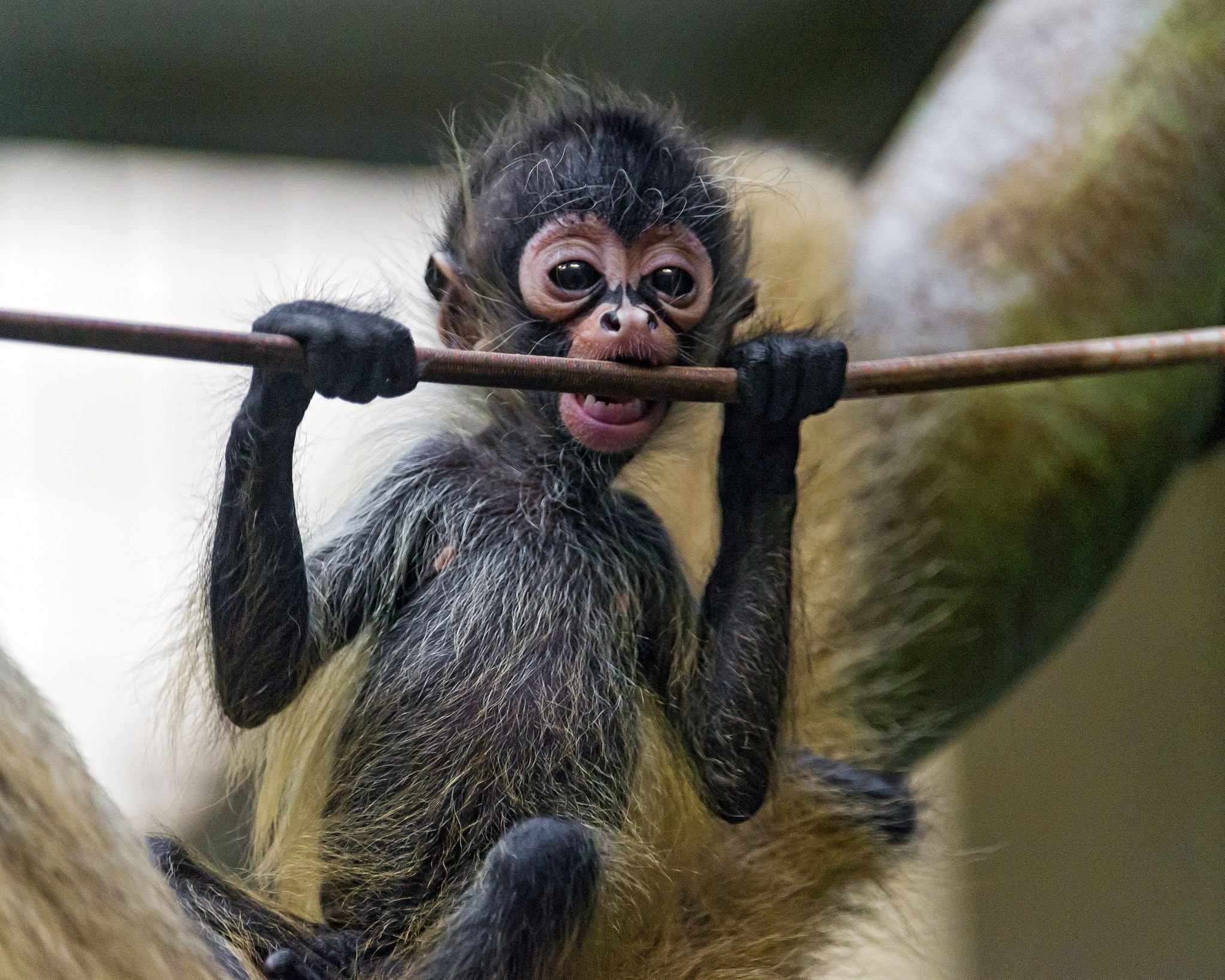 Смешное шимпанзе. Паукообразные обезьяны коата. Прикольные обезьяны. Веселая обезьяна. Забавные обезьяны.