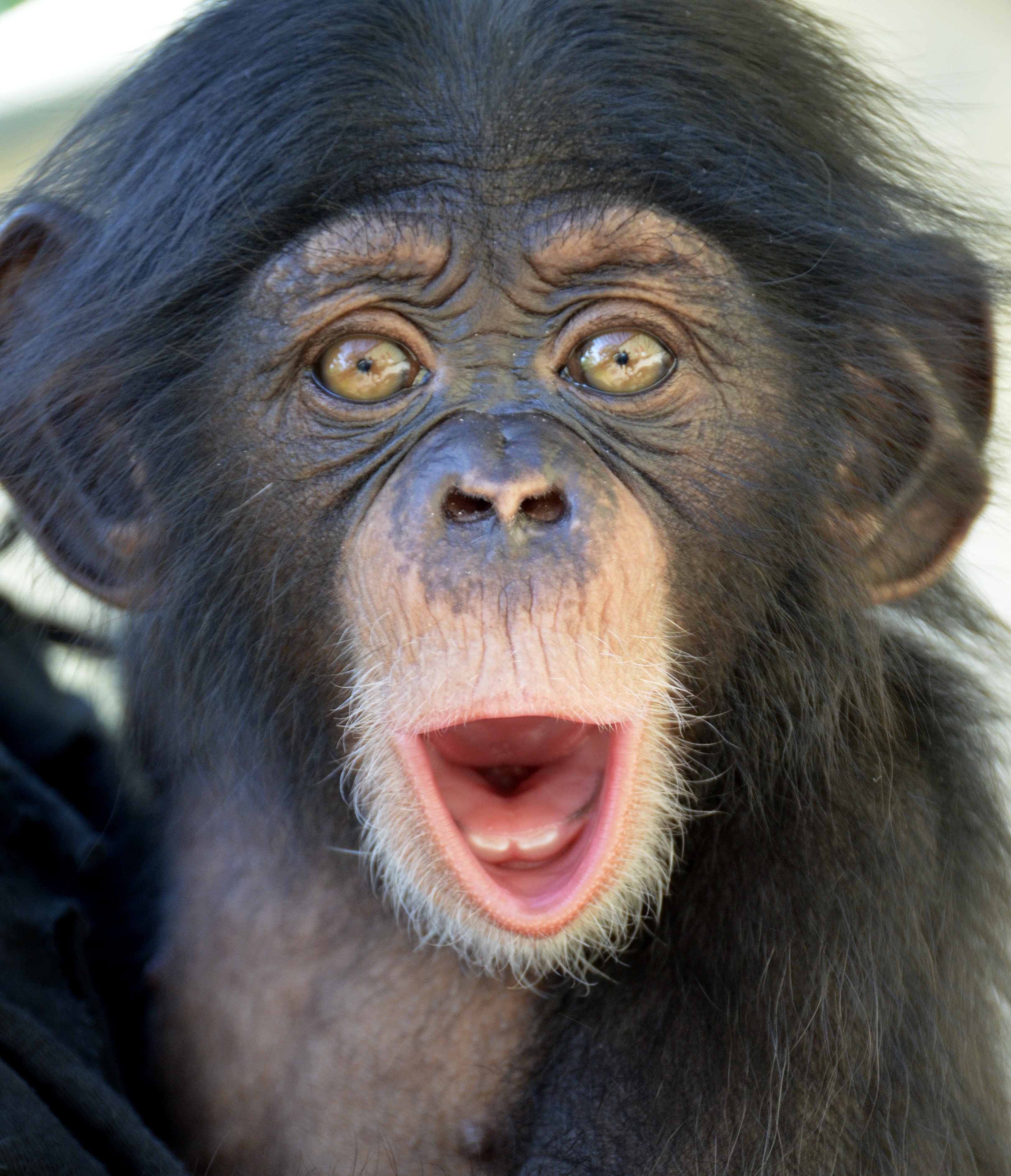 Смешное шимпанзе. Смешные обезьяны. Смешные морды обезьян. Макаки смешные. Смешная мартышка.