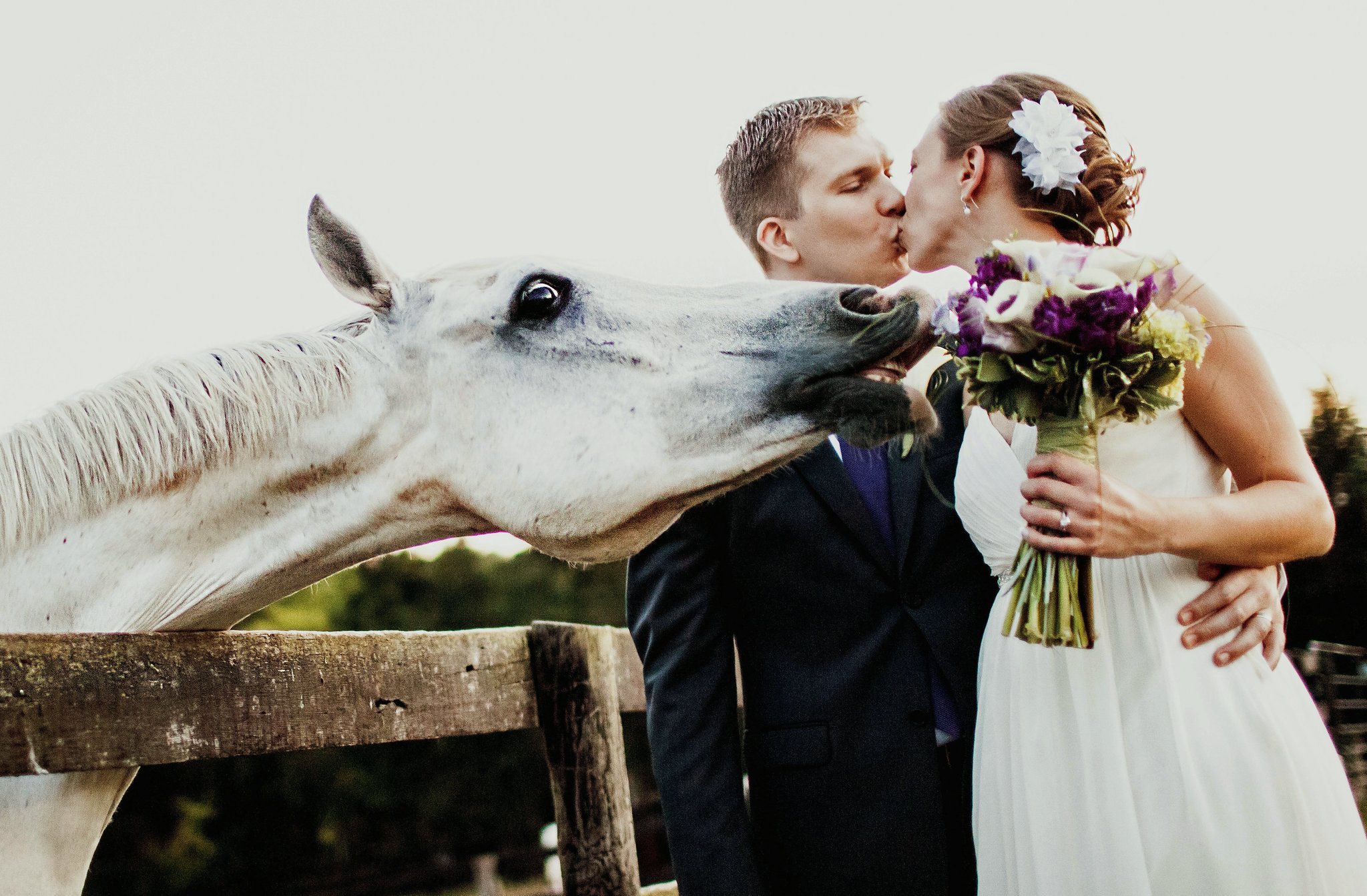 Юмористические свадьбы. Необычные Свадебные фотосессии. Смешные Свадебные фотосессии. Свадебная фотосессия с животными. Смешные кадры со свадьбы.
