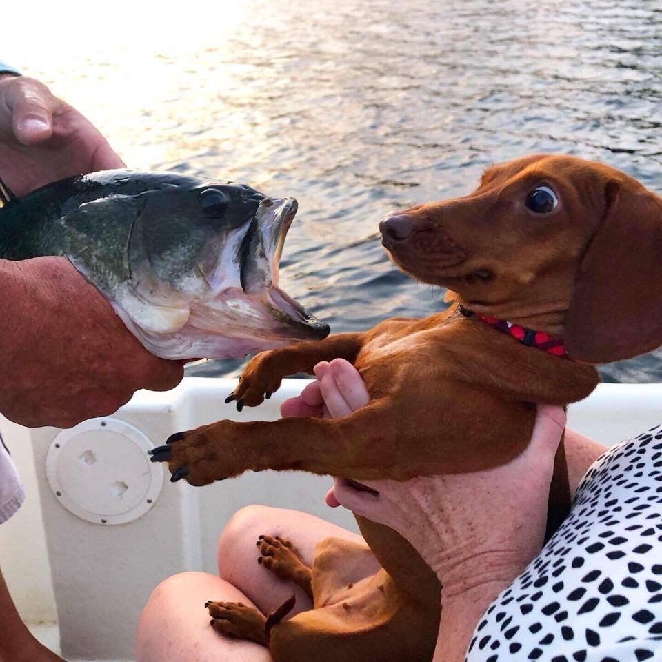 Собака ловит рыбу