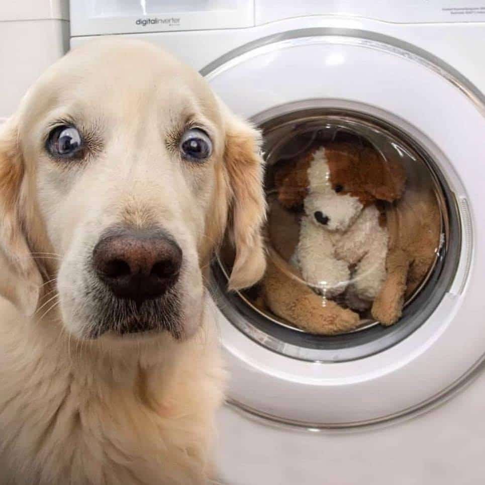 Собака в стиральной машине