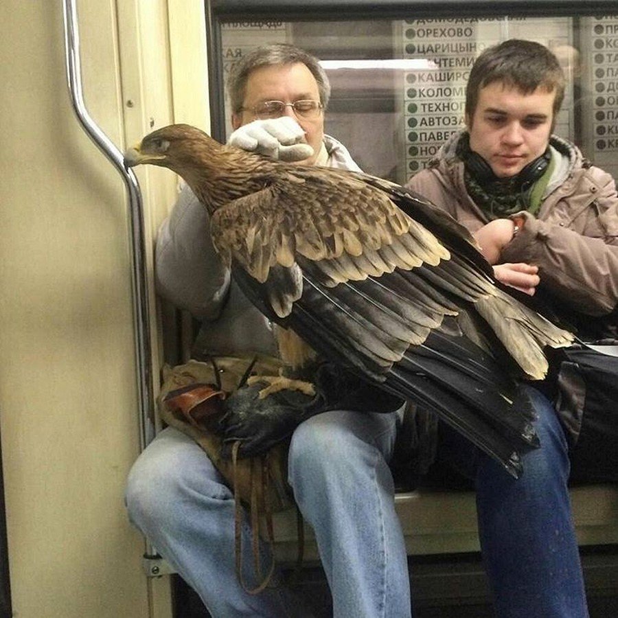Необычные животные в метро